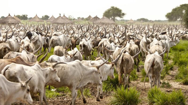 South Sudan has more cows than humans (57 million cattle, goats, sheep & 11 million people)
