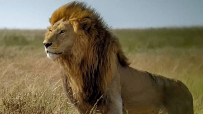 Lion named Bob Junior, ‘king of the Serengeti,’ killed by rivals after 10yrs rule